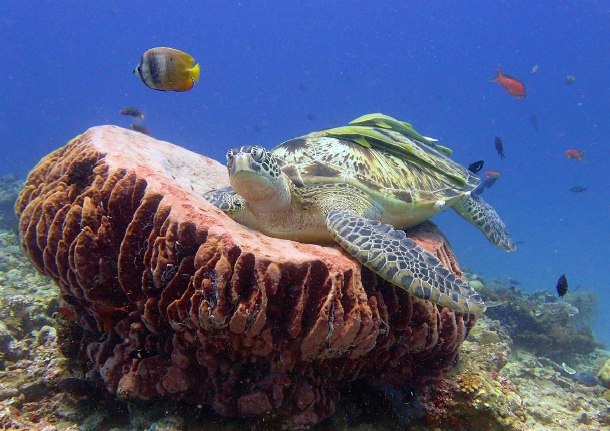 Anema Wellness & Resort Gili Lombok - Diving Center Padi Tanjung  Eksteriør bilde