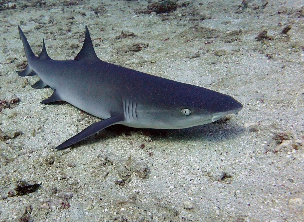 Anema Wellness & Resort Gili Lombok - Diving Center Padi Tanjung  Eksteriør bilde
